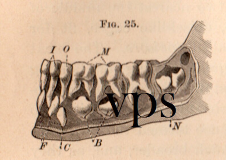 Vintage Human Anatomy Illustrations • Antique Medical Scans • Art Reference Material (Digital Download) image 5