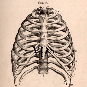Vintage Human Anatomy Illustrations • Antique Medical Scans • Art Reference Material (Digital Download) image 4