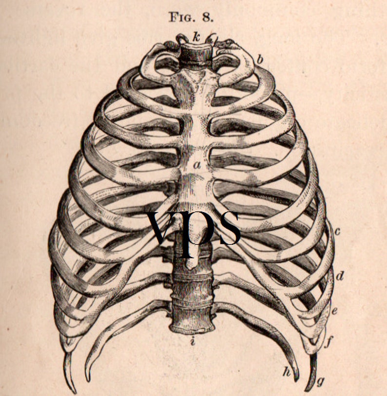 Vintage Human Anatomy Illustrations • Antique Medical Scans • Art Reference Material (Digital Download) image 4