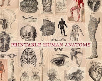 Vintage Human Anatomy Illustrations • Antique Medical  Scans • Art Reference Material (Digital Download)