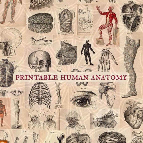 Vintage Human Anatomy Illustrations • Antique Medical  Scans • Art Reference Material (Digital Download)