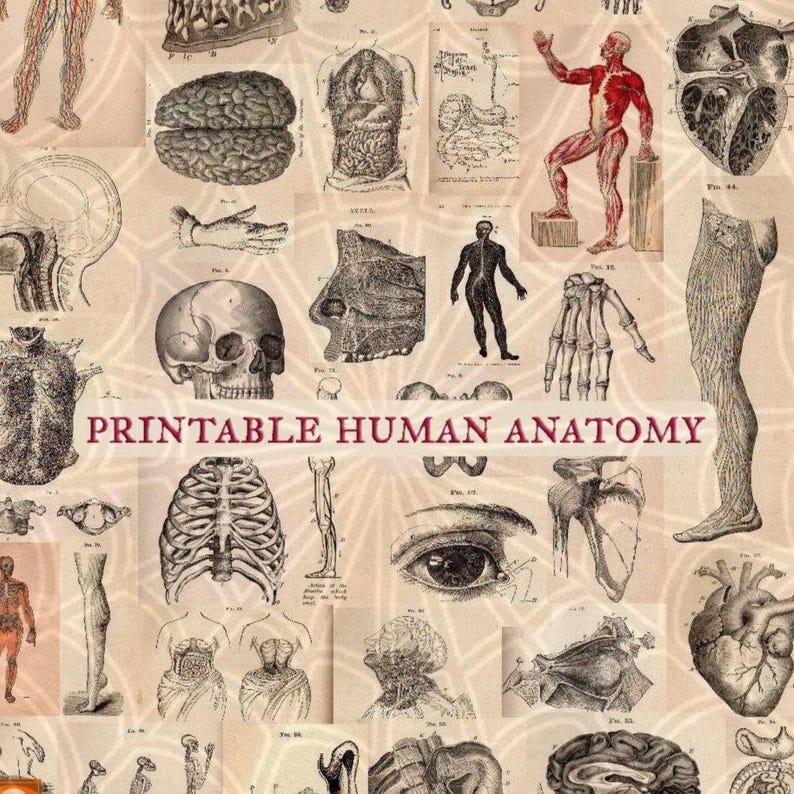 Vintage Human Anatomy Illustrations • Antique Medical Scans • Art Reference Material (Digital Download) image 1