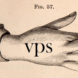 Vintage Human Anatomy Illustrations • Antique Medical Scans • Art Reference Material (Digital Download) image 9