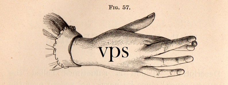 Vintage Human Anatomy Illustrations • Antique Medical Scans • Art Reference Material (Digital Download) image 9