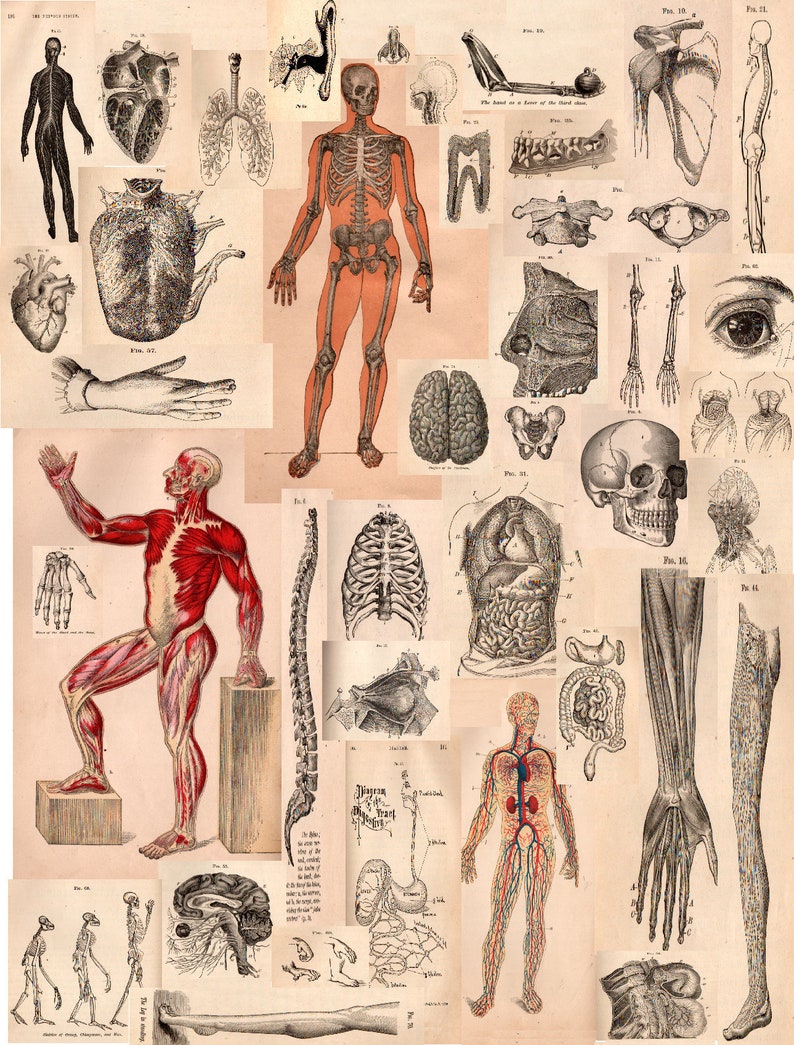 Vintage Human Anatomy Illustrations • Antique Medical Scans • Art Reference Material (Digital Download) image 2