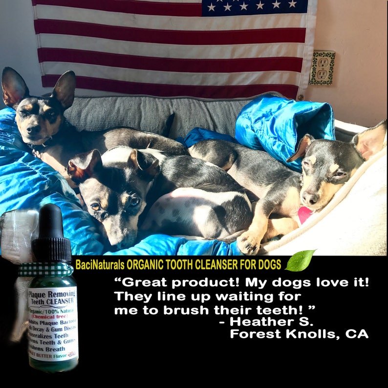 Puede incluir: Tres perros peque&ntilde;os, dos negros y blancos y uno negro y marr&oacute;n, est&aacute;n tumbados en una cama para perros azul y gris. Los perros miran a la c&aacute;mara. Una botella de limpiador dental org&aacute;nico para perros est&aacute; en primer plano. La botella est&aacute; etiquetada como "Plaque Removing Teeth Cleanser" y "BaciNaturals Organic Tooth Cleanser for Dogs". El texto "Great product! My dogs love it! They line up waiting for me to brush their teeth! - Heather S. Forest Knolls, CA" tambi&eacute;n es visible.