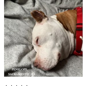 Puede incluir: Un perro blanco y marr&oacute;n con un collar rojo est&aacute; durmiendo en una manta gris. El perro se llama Penelope y es de Sacramento, California.
