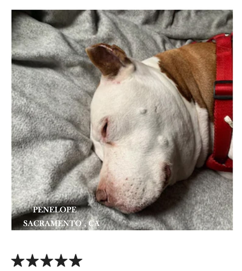 Puede incluir: Un perro blanco y marr&oacute;n con un collar rojo est&aacute; durmiendo en una manta gris. El perro se llama Penelope y es de Sacramento, California.