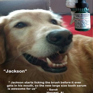 Puede incluir: Un perro golden retriever con la boca abierta, mostrando sus dientes, mirando una botella de "Plaque Removing Teeth Cleanser" con una etiqueta verde. La botella est&aacute; etiquetada como "Organic/100% Natural, Chemical Free". El perro est&aacute; sentado en una superficie roja. El texto "Jackson" est&aacute; escrito debajo del perro. El texto "Jackson starts licking the brush before it ever gets in his mouth, so the new large size tooth serum is awesome for us" est&aacute; escrito debajo del perro. El texto "Sandi Harvest, AL" est&aacute; escrito debajo del texto.