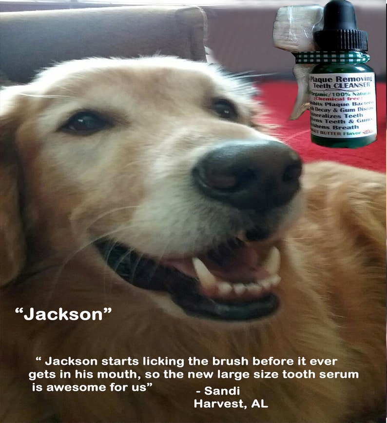 Puede incluir: Un perro golden retriever con la boca abierta, mostrando sus dientes, mirando una botella de "Plaque Removing Teeth Cleanser" con una etiqueta verde. La botella est&aacute; etiquetada como "Organic/100% Natural, Chemical Free". El perro est&aacute; sentado en una superficie roja. El texto "Jackson" est&aacute; escrito debajo del perro. El texto "Jackson starts licking the brush before it ever gets in his mouth, so the new large size tooth serum is awesome for us" est&aacute; escrito debajo del perro. El texto "Sandi Harvest, AL" est&aacute; escrito debajo del texto.