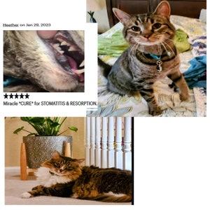 Puede incluir: Tres gatos atigrados, uno sentado en una cama, otro acostado en el suelo y el &uacute;ltimo con la boca abierta, mostrando sus dientes. El gato en la cama lleva un collar azul con una etiqueta. El gato en el suelo est&aacute; acostado en una alfombra junto a una planta en maceta. El texto "Miracle *CURE* for STOMATITIS & RESORPTION." es visible en la imagen.