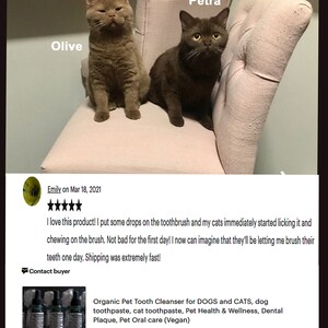 Puede incluir: Dos gatos, uno marr&oacute;n y otro naranja, sentados en una silla rosa. Los gatos se llaman Olive y Petra. La imagen incluye una rese&ntilde;a de cinco estrellas para un producto llamado "Organic Pet Tooth Cleanser for DOGS and CATS, dog toothpaste, cat toothpaste, Pet Health & Wellness, Dental Plaque, Pet Oral care (Vegan)".