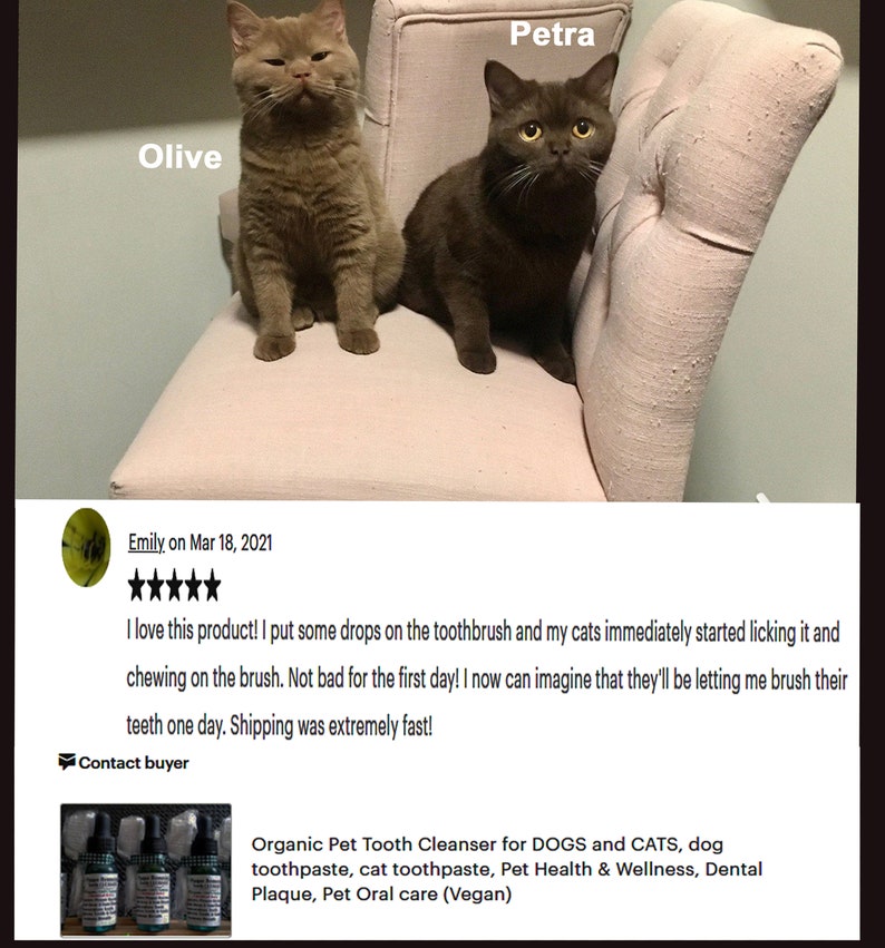 Puede incluir: Dos gatos, uno marr&oacute;n y otro naranja, sentados en una silla rosa. Los gatos se llaman Olive y Petra. La imagen incluye una rese&ntilde;a de cinco estrellas para un producto llamado "Organic Pet Tooth Cleanser for DOGS and CATS, dog toothpaste, cat toothpaste, Pet Health & Wellness, Dental Plaque, Pet Oral care (Vegan)".