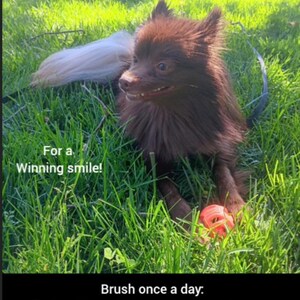 Limpiador dental orgánico para mascotas, removedor de placa, vegano. imagen 14