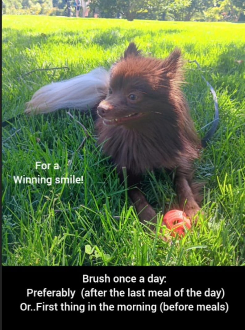 Limpiador dental orgánico para mascotas, removedor de placa, vegano. imagen 14