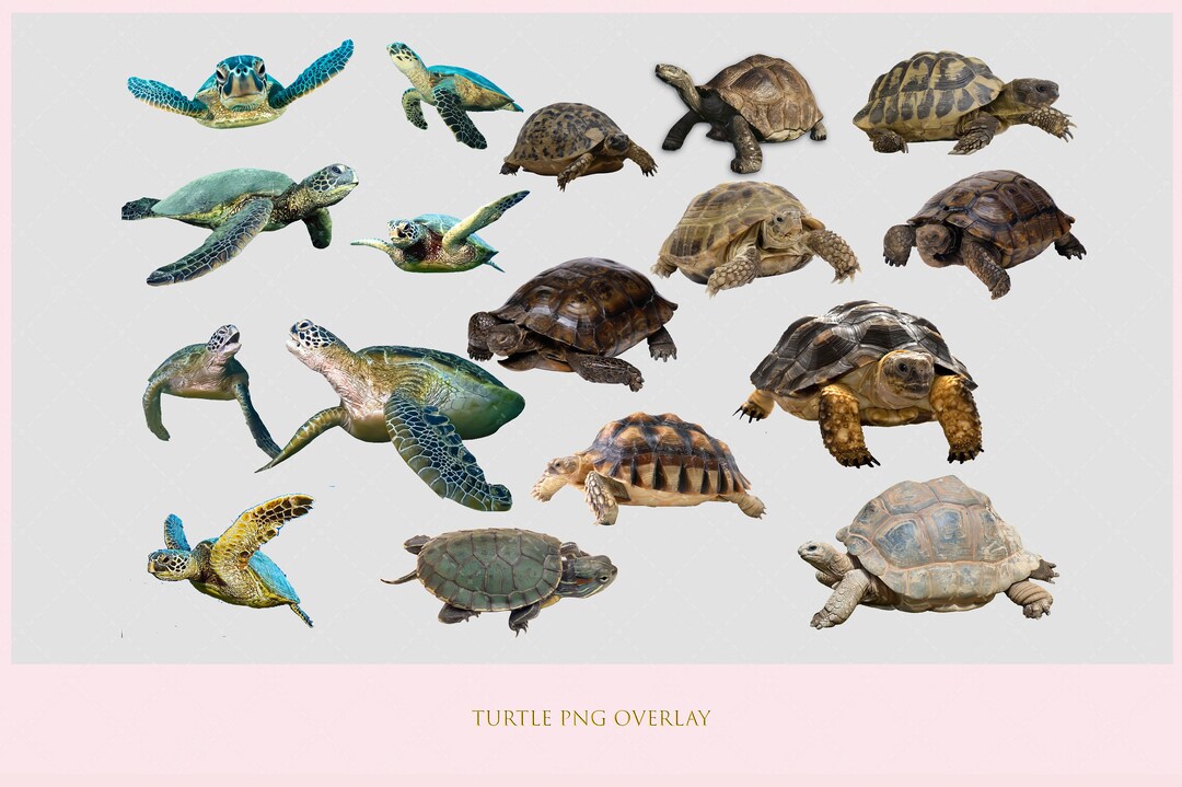 Turtle Overlay, Turtle Stock, Turtle PNG, PNG, Overlay, Digital ...
