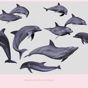 Delfin PNG, Delfin-Overlay, PNG, Overlay, Transparent, Hintergrund, Photoshop, Zusammengesetzt