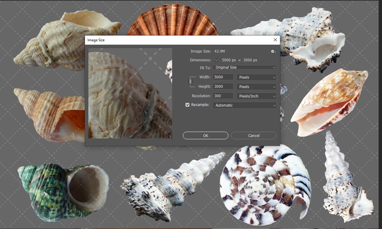 PNG, Shell, Overlay, PNG File, Photoshop, Sublimation, Stickers ...
