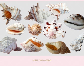 PNG, Overlay, shell PNG, ocean PNG, nautical Overlay, Overlay, ocean Overlay, composite image, composite photography, shell overlay, sea