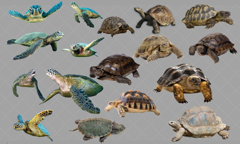 Turtle Overlay, Turtle Stock, Turtle PNG, PNG, Overlay, Digital ...