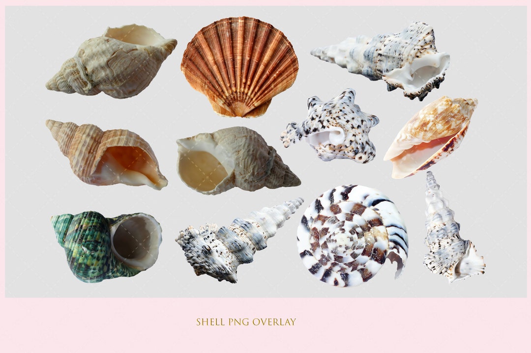 PNG, Shell, Overlay, PNG File, Photoshop, Sublimation, Stickers ...