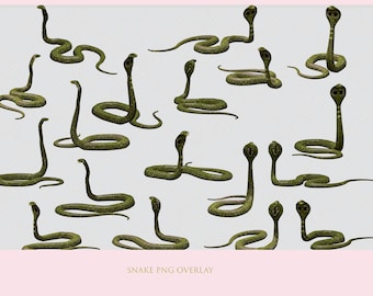 Snake Overlay, Snake PNG, PNG, Overlay, Transparent, Photoshop, Composite Image, Layers, Photo, Photography