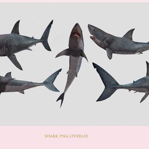 Shark PNG, PNG, Shark Overlay, Overlay, Digital Image, Digital, Digital Composite