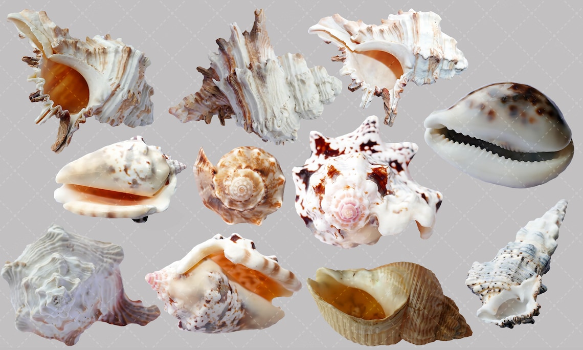 PNG, Overlay, Shell PNG, Ocean PNG, Nautical Overlay, Overlay, Ocean ...