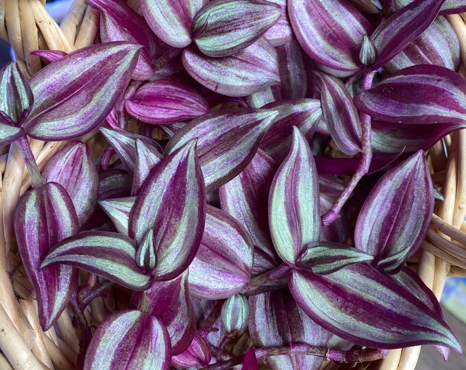 Tradescantia Zebrina wandering Jew, Wandering Dude, Inch Plant Unrooted