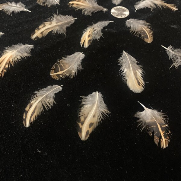 Quail Feathers Etsy
