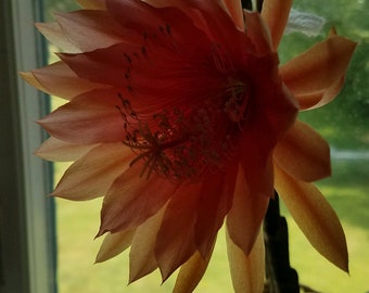 Rare Orange / Peach  Lepismium cruciforme,epiphyllum,orchid cactus, large flowering night blooming cereus