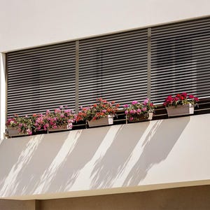 May include: A white building with a balcony featuring a row of potted plants with pink and red flowers. The balcony has a white railing and a window with white blinds.