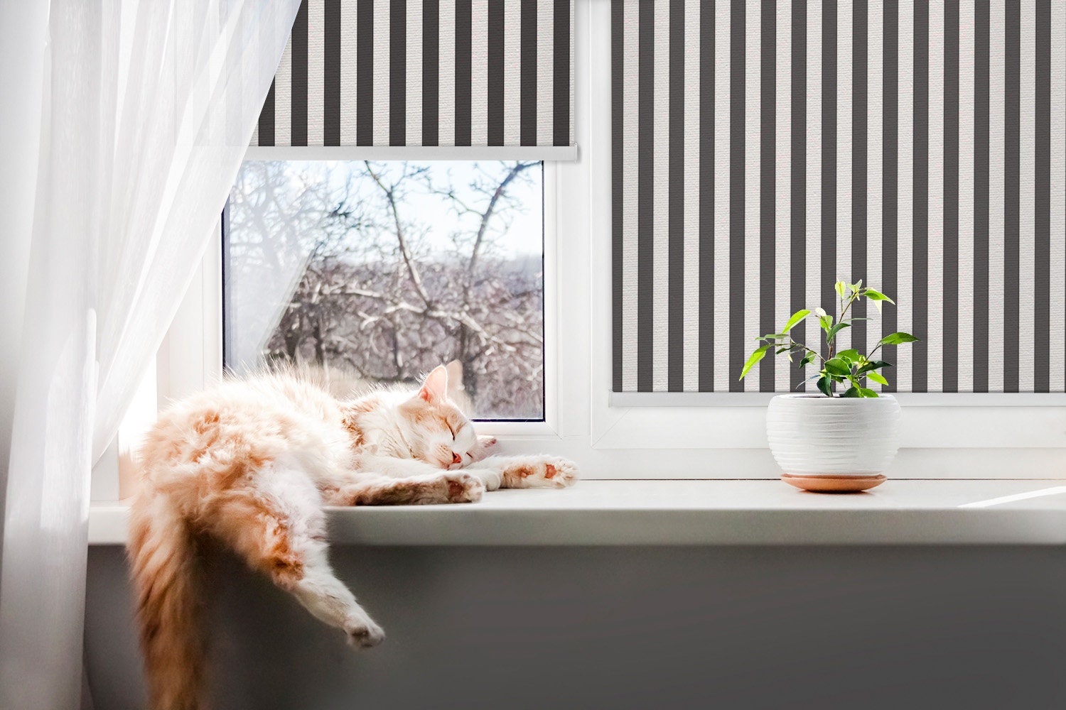 Roller Blinds, Light Diffusing or Darkening, Blackout, Black and White ...
