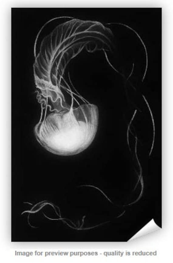 Jellyfish Art Print, White Charcoal Drawing, Ocean Art, Sea Creature,  Jellyfish Art Prints & Posters, Decorative Wall Art for Your Home 