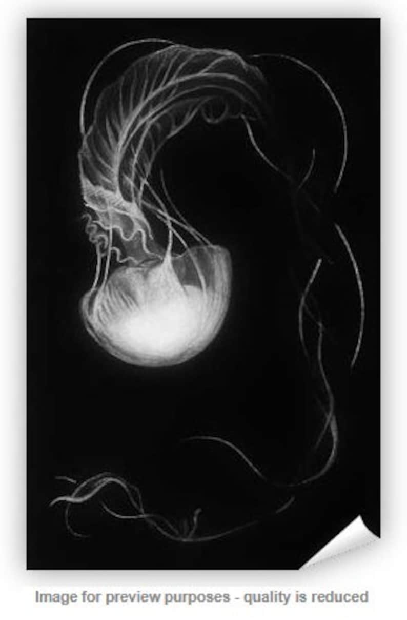 Jellyfish Art Print Jellyfish Art Prints /& Posters Sea Creature White Charcoal Drawing Ocean Art Decorative Wall Art for Your Home