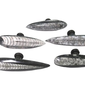 X-Large "Skinny" Orthoceras Fossil Knob - Natural Décor