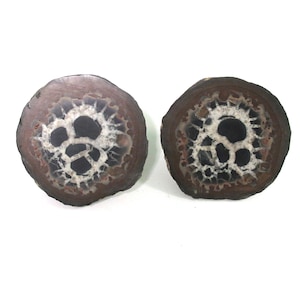 May include: Two polished, circular agate stones. Each stone has a dark brown outer ring, a white, web-like pattern, and a black center. The stones are displayed on a white background.