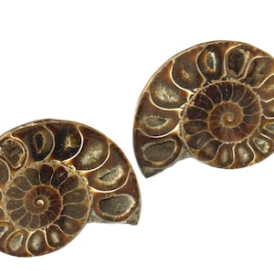 Large Set of (2) Fossil Ammonite Knobs - Organic Natural Mineral Knobs - Home Décor