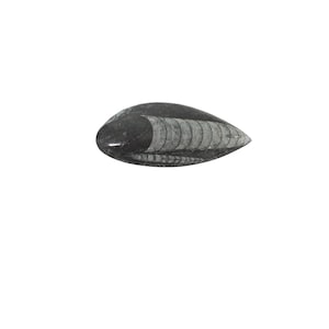 Orthoceras Fossil Knob – Natural Stone Cabinet Pull