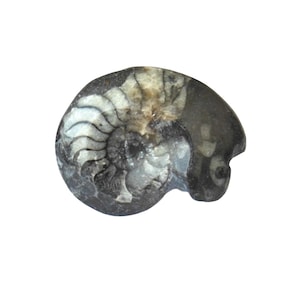 Fossilized Goniatites Knobs – Moroccan Polished Fossil  - Organic Natural Mineral - Home Décor