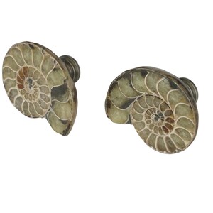 May include: Two cabinet knobs featuring circular, polished ammonite fossil slices. Each knob displays a natural spiral pattern in shades of tan, beige, and dark brown, set against a pale green stone background with a metallic mounting hardware base.
