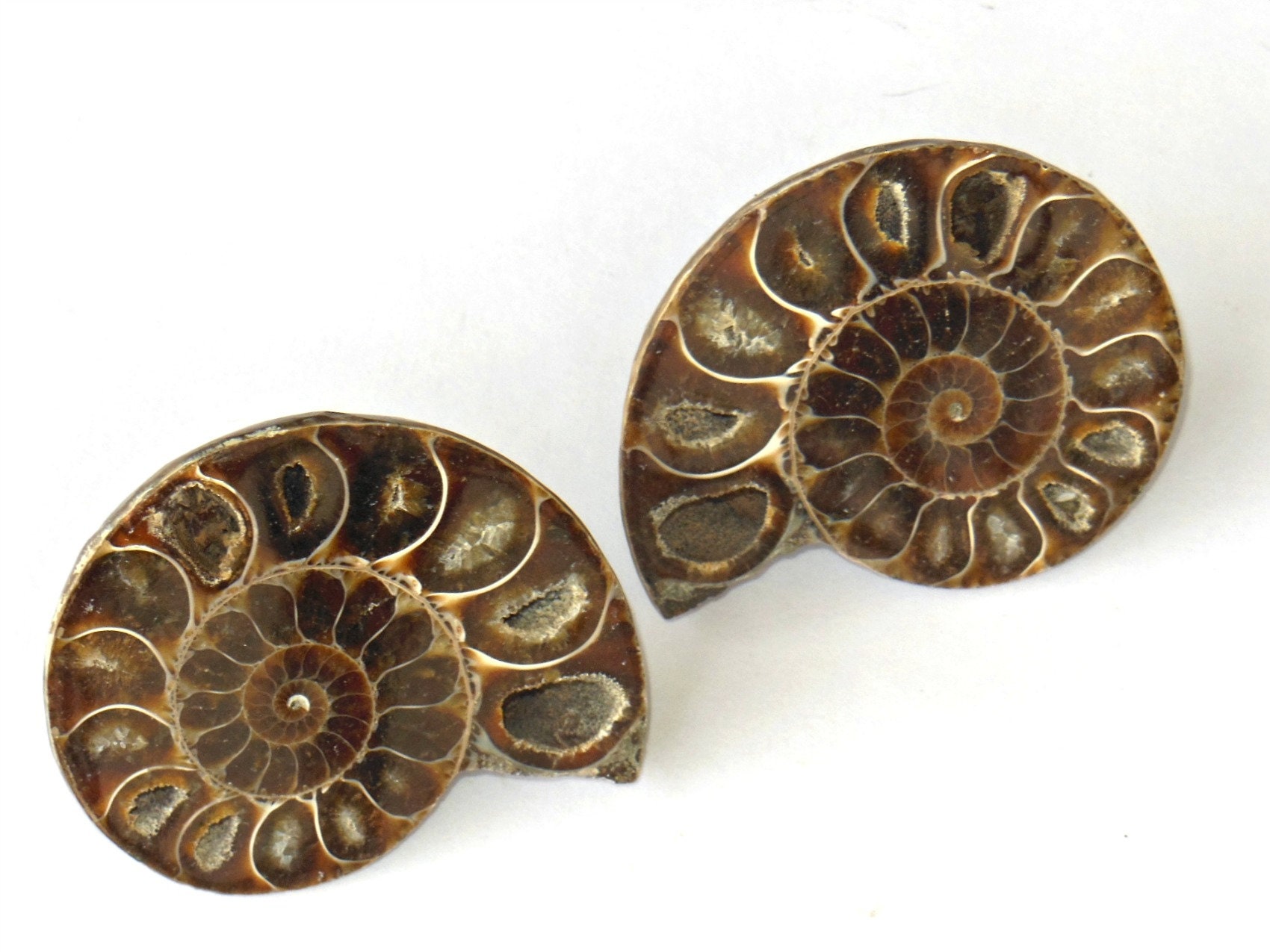 Large Set of (2) Fossil Ammonite Knobs - Organic Natural Mineral Knobs - Home Décor