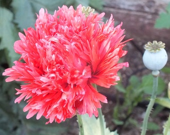 Papaver paeoniflorum 'Red Peony Poppy' 100 Seeds