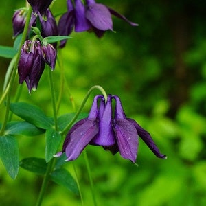 Aquilegia alpina 'Purple Columbine' 20 Seeds image 1