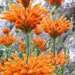 see more listings in the Spring Sow Perennials section