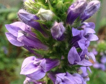 cardinal flower etsy