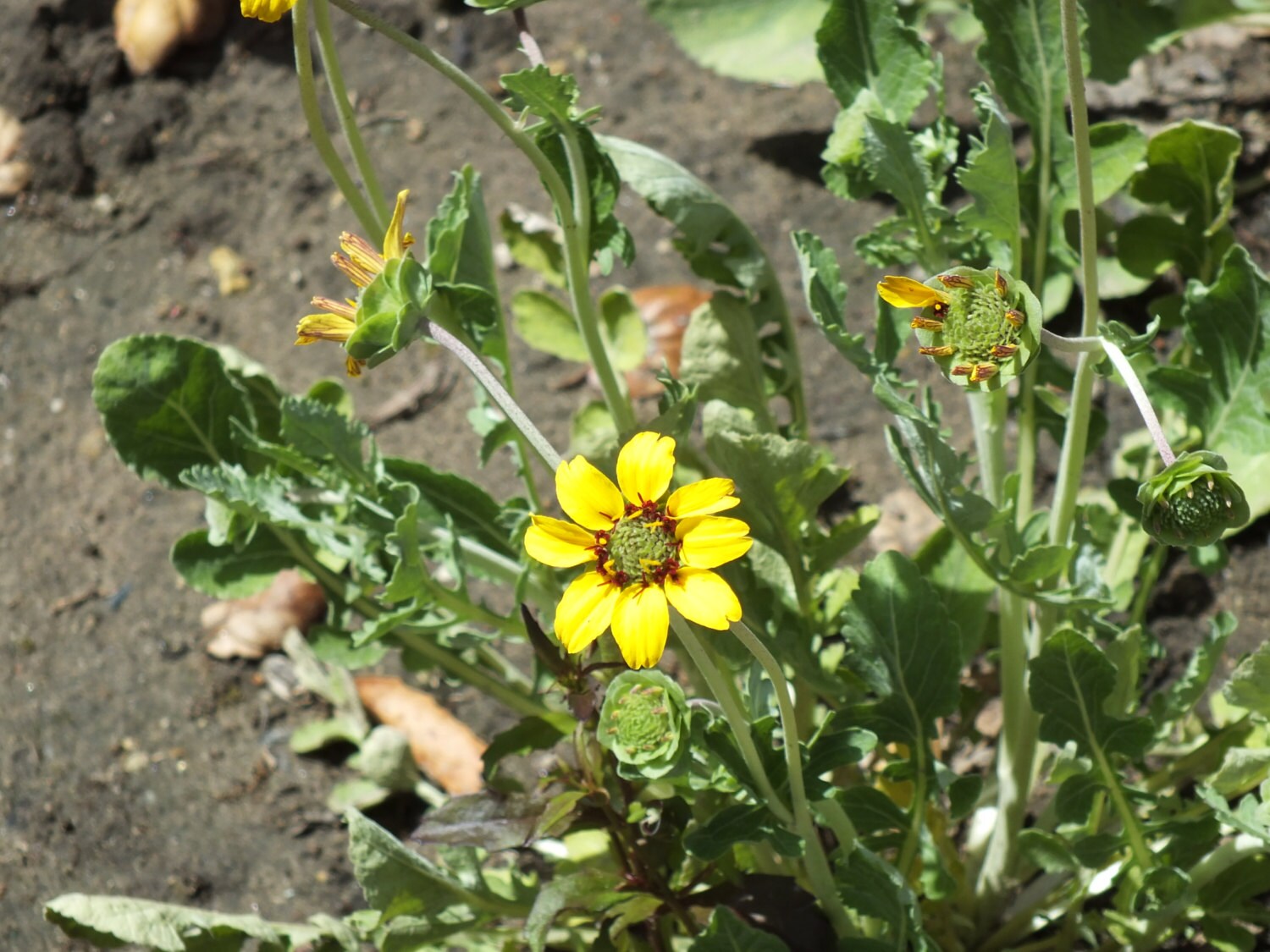 Berlandiera Lyrata chocolate Daisy 15 Seeds Etsy