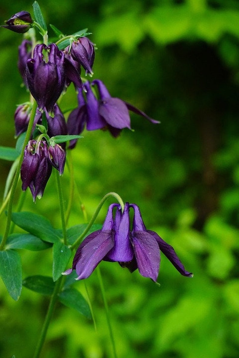 Aquilegia alpina 'Purple Columbine' 20 Seeds image 1