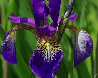 Iris sibirica (Purple Siberian Iris) 20 Seeds