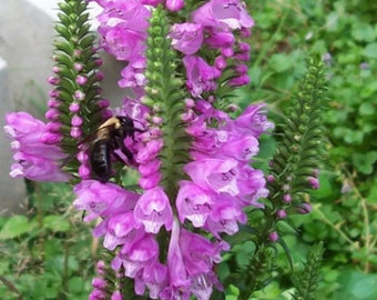 Physostegia virginiana (Obedient Plant) 25 Seeds